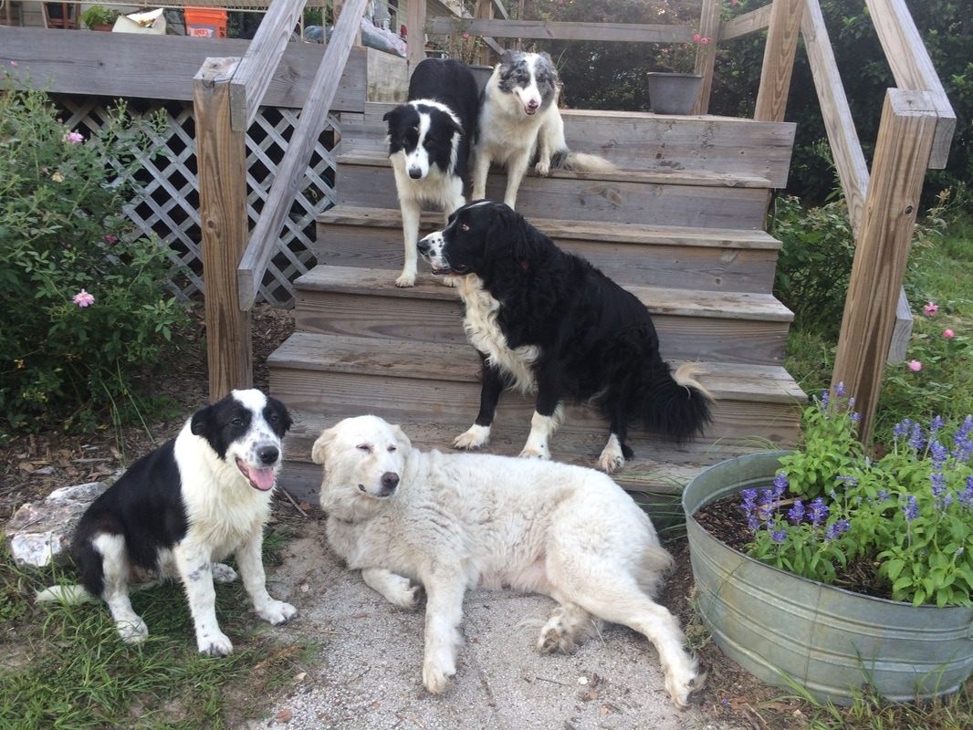 border collie and great pyrenees